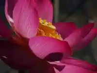 極楽山 浄土寺の自然