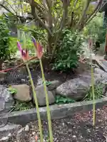 紫雲山 大泉寺の自然