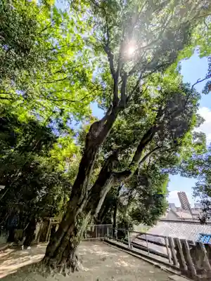 垂水神社の自然