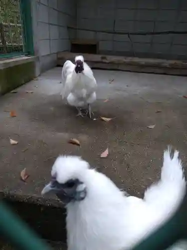 阿智神社の動物