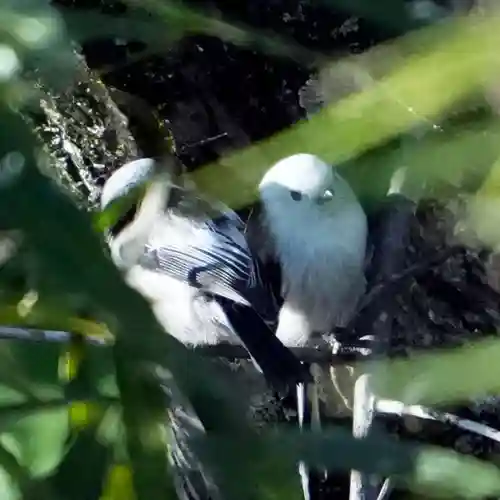 帯廣神社の動物