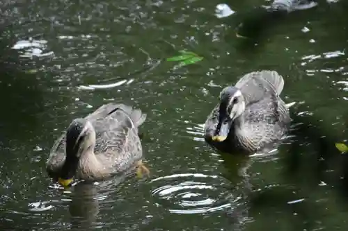 武蔵一宮氷川神社の動物