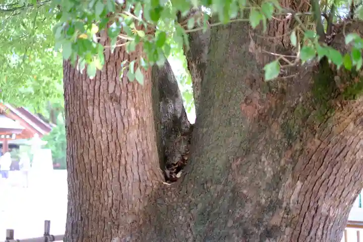 和泉國一之宮 大鳥大社の自然
