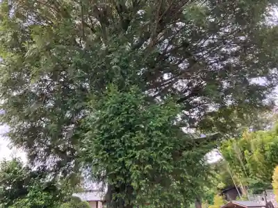 保井寺(東京都)