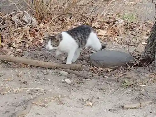 前橋八幡宮の動物