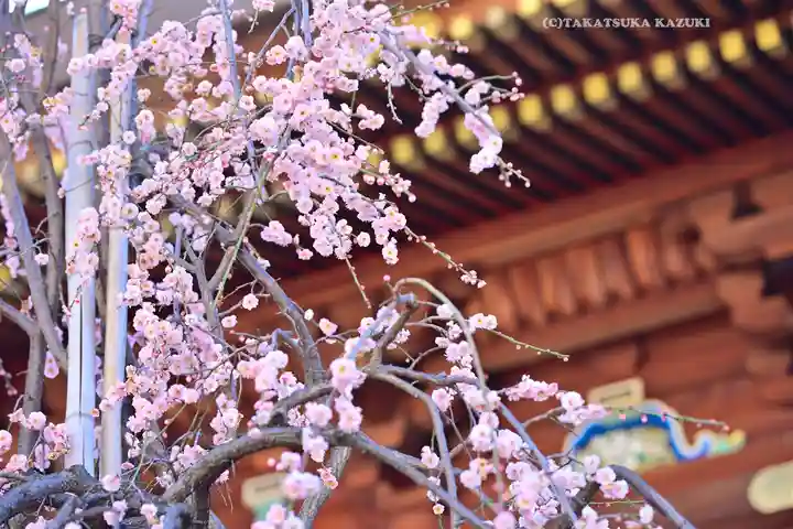 湯島天満宮(東京都)