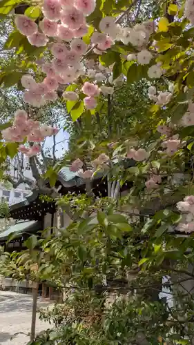 白峯神宮(京都府)