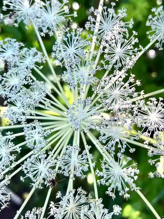 禰固岳神社の自然