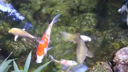秩父神社の動物