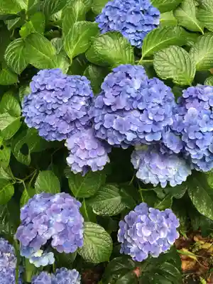 長谷寺(神奈川県)