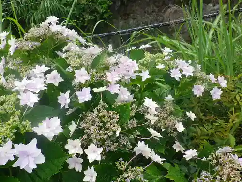 極楽寺（霊鷲山感應院極楽律寺）の自然