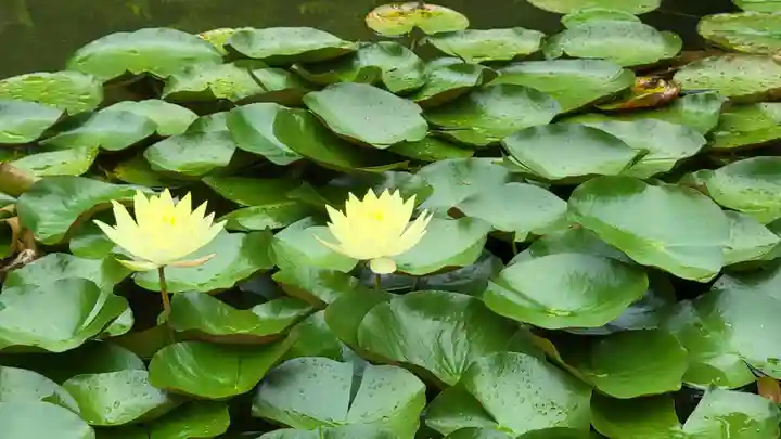 平安神宮の自然