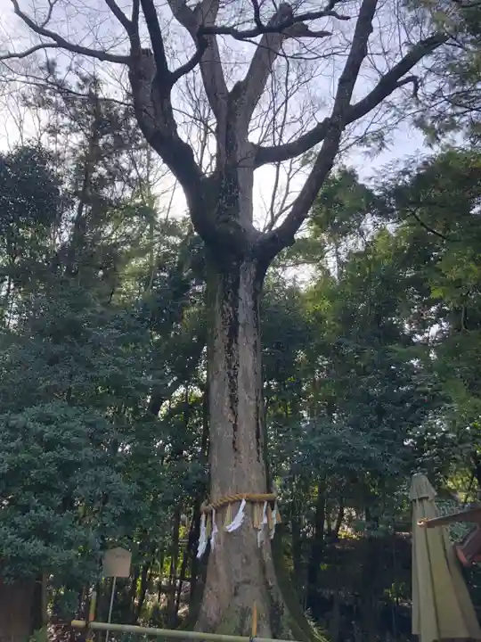 宇治上神社(京都府)