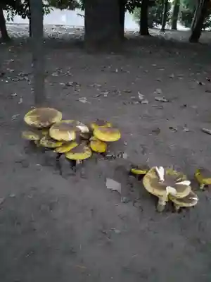 伏木香取神社(茨城県)