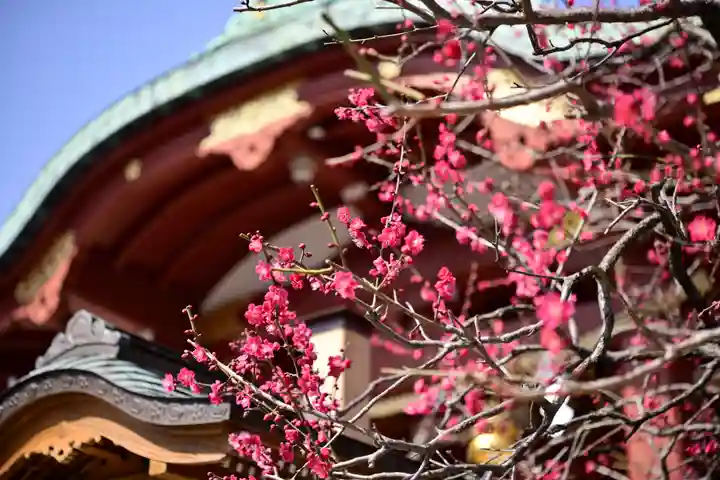 亀戸天神社の自然