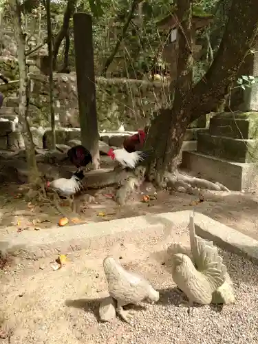 石上神宮の動物