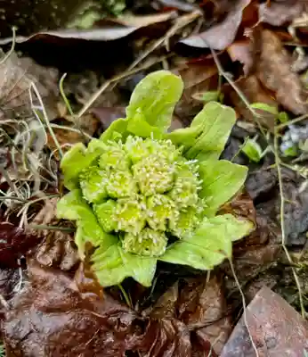 蚊里田八幡宮(長野県)