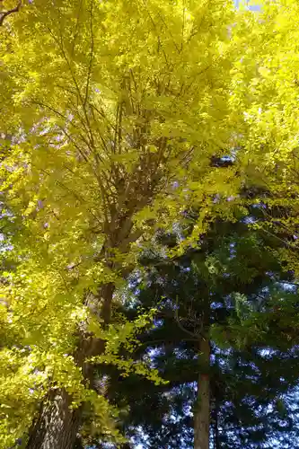 諏訪大社上社前宮の自然