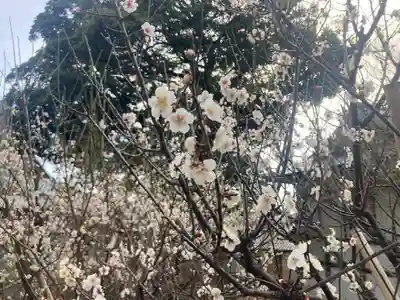時宗総本山 遊行寺（正式：清浄光寺）(神奈川県)