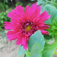 豊景神社の自然