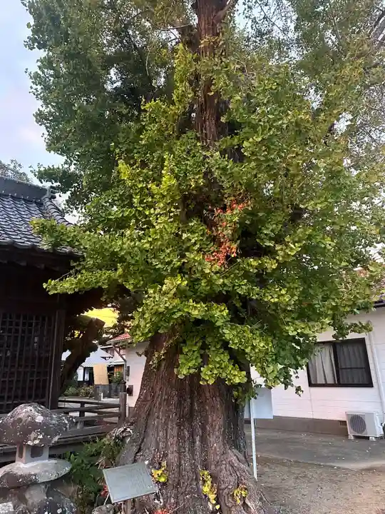 大魚神社(佐賀県)