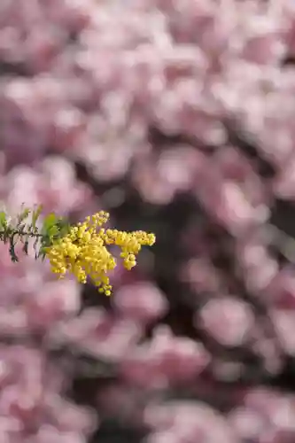 蔵前神社(東京都)