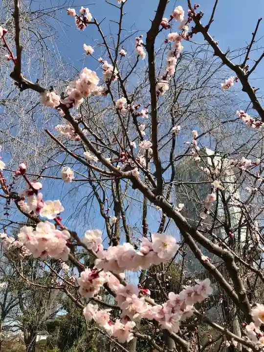 芝東照宮の自然