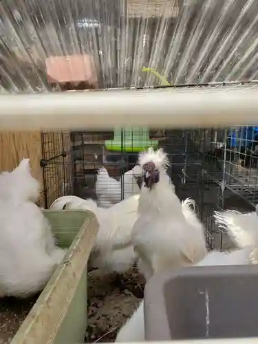 榮久山大法寺の動物