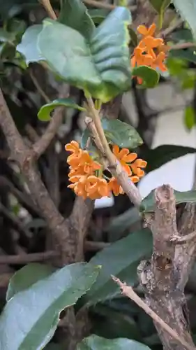 香雪院(京都府)