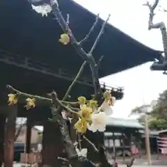 尾張大國霊神社（国府宮）の自然