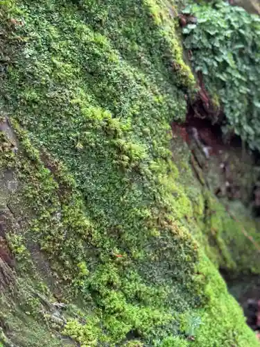戸隠神社奥社(長野県)