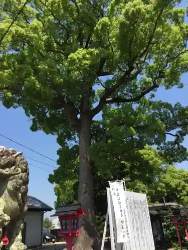 都波岐奈加等神社の自然