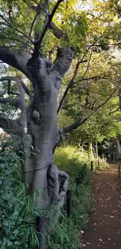 神明天祖神社の自然