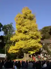 鶴岡八幡宮の自然