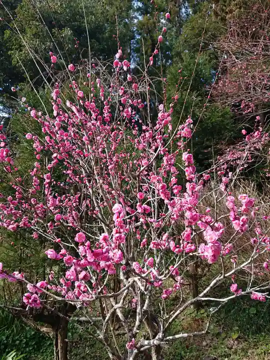 龍尾神社の自然
