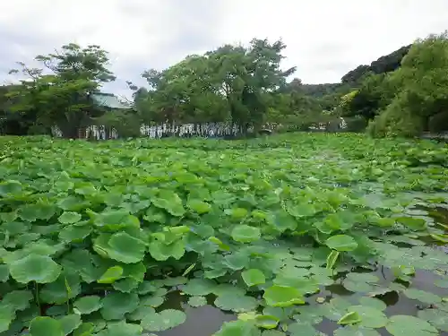 鶴岡八幡宮の庭園