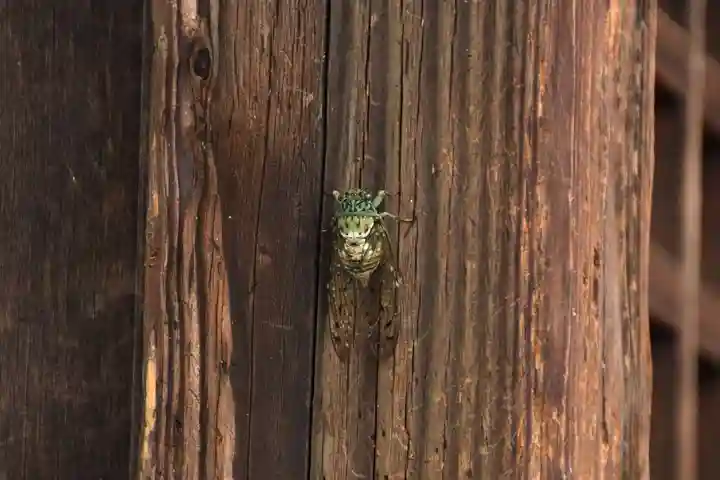 愛宕神社の動物