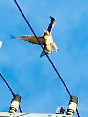 日枝神社の動物