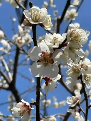 長浜八幡宮の自然