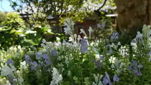 補陀洛寺の自然