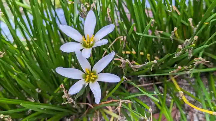 本満寺(本願満足寺)(京都府)