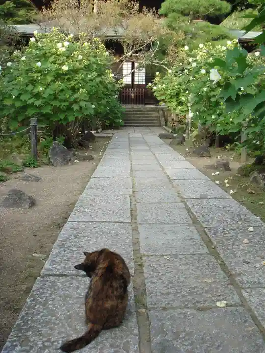 瑞泉寺の動物