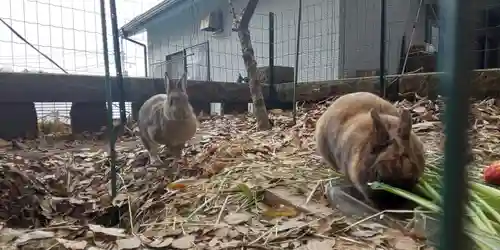太子堂八幡神社の動物