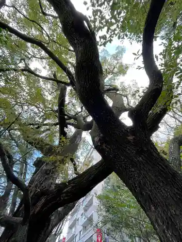 若一神社の自然