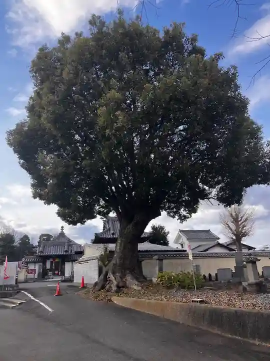 真言宗 善通寺派 薬王寺(香川県)