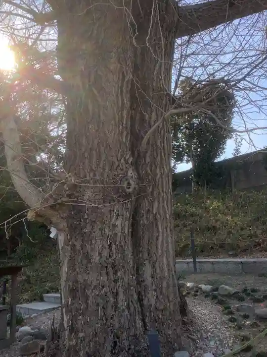 堤治神社の自然