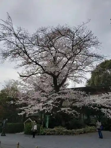 阿佐ヶ谷神明宮の自然