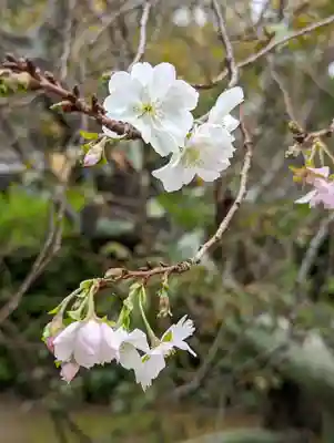 妙蓮寺(京都府)