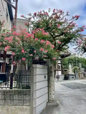 宝性寺(埼玉県)