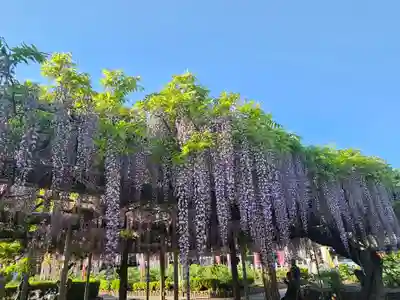箭弓稲荷神社(埼玉県)